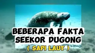 fakta unik sapi laut || dugong