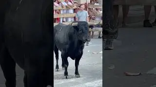 😱 FUERZA y BRAVURA del TORO BRAVO!