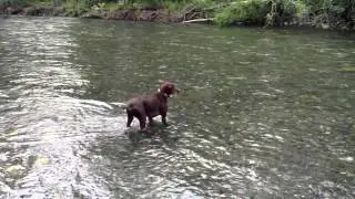 Pudelpointer Salmon Hunting