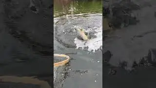Fall Fishing For Big Brown Trout #Short #Lehighriver#PA