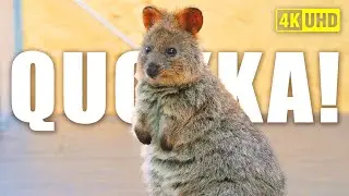 Quokka! The Cutest Animals in Australia! 🐾 🇦🇺 | POV Quokka Encounters & Bathurst Lighthouse
