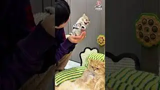 I love kissing my kitten, but she screams whenever I do it.😜😁#cat #kitten #pets