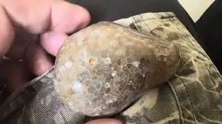 A beautiful coral fossil similar to one I found a while ago.