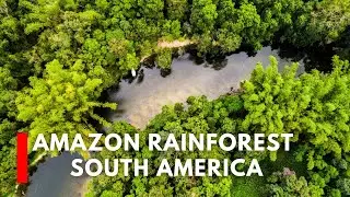 Amazon Rainforest South America | A Walk in Amazon | Animal`s Behaviors' | Nature Documentary | 4K |