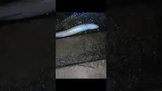 8.6LB Conger Eel Caught on my Local Pier  #whitehaven #fishing #youtube