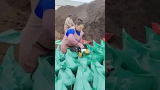 Farmers Packing Humus Soil for Agricultural Use #farming #work