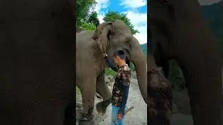 Feeding and Washing an Elephant/ Conservative Response Unit / Jejak Omfit