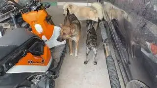 Golden dog play group funny time outside home so happy #dog #puppies #motherdog