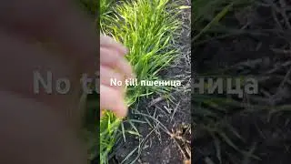 #notill #stara #farming Пшеница озимая сорт Школа