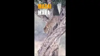 Leopard in the Rain - Masai Mara Kenya #animalshorts #viral #fyp
