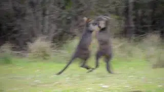 Australian Wildlife: Swamp Wallabies Fighting