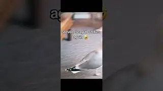 STEVEN THE SEAGULL IS BACK AT IT.. Subscribe to my TikTok Now! | Pugs Claw Machines