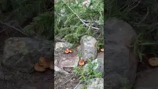 The Power of Place: How Nature Connects Us.