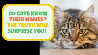 Do Cats Know Their Names? The Truth Will Surprise You!