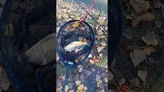 fishing POLAND  Walewice carp 🇵🇱🎣feder🐟🤪 ❤️ fish , 2025 #fishing #animals