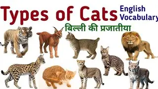TYPES OF CATS !! Different Types of Cats Name l Type of Cats Breeds l Cats Families Name