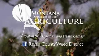 Dalmatian ToadFlax and Death Camas, 2016 Noxious Weed Video