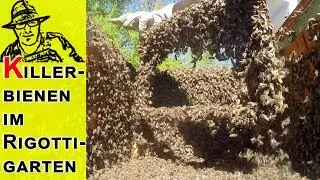 Killerbienen greifen an!