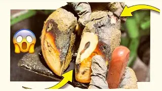 Deep Hole in Cow Hoof Causing Infection | Hoof Care 😳😳 #hoofcare 