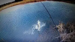 Gedde Fiskeri med Spin & Deadbait # S&aelig;sonens Sidste Tur