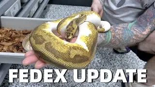 All The Animals Made It! Fedex Shipment Update Months Later