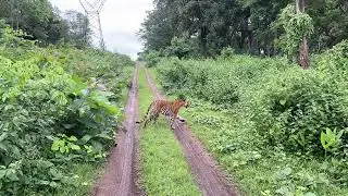 Kabini - Nagarhole Jeep Safari - Lets go into the Jungle !!!