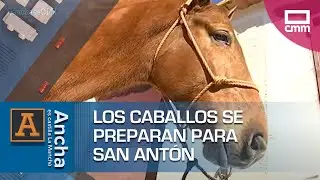 Los caballos se preparan para San Antón | Ancha es Castilla-La Mancha