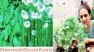 || Pennywort / Dollar Plants and Its Care & Tips ((Light, Water, Soil ,Fertilizer, Pot Selection) ||