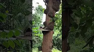 Rare Unique Osage Orange Maclura pomifera tree