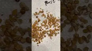 Putting Rose seeds in the refrigerator for 2 3 months prior to planting28 December 2022