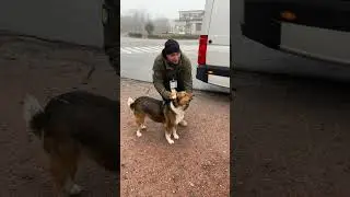 Testing Radioactive Dogs In Chernobyl