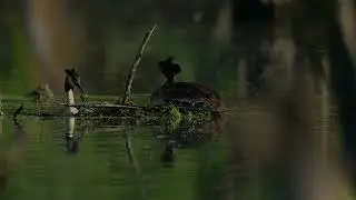 Příroda kolem nás - Potápka roháč (Podiceps cristatus)