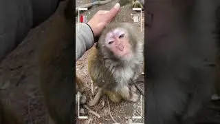 Funny Monkey | Monkey eating | Monkey play | Monkey show | SRKH Monkey