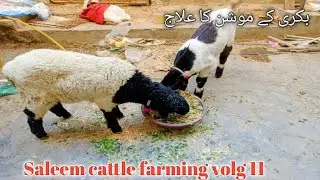 Saleem cattle farming volg 11/ goat pearl treatment / malir cow mandi