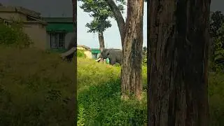 Elephant Surprise 😲🐘 | Wait for this CRAZY Wild Encounter 🌳 #elephant #elephants #wildlife #shorts