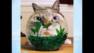 Funny Cats Photo Slideshow Videos - Super Cool Funny Cat Images