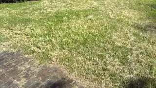 JJ1000 Sport Flight
