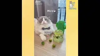 A cat with amazing cooking skills #1