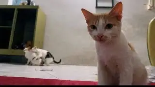Top 5 Kucing