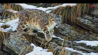 Free Green Screen Footage | Snow Leopard in Wild | Endangered Wildlife Background Video
