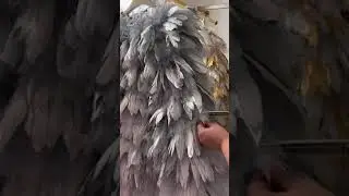 what do we do with the damaged feather from a $4000 feather dress ?