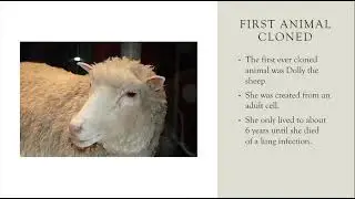 Bioethics Research Project: Cloning Animals
