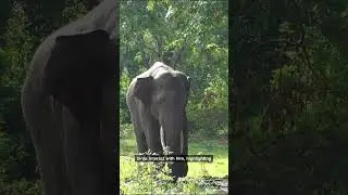Majestic Elephant: Intelligence, Strength & Keystone Role in Nature