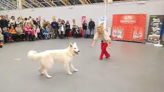 Калашников танец ZooFest 11.02.2018