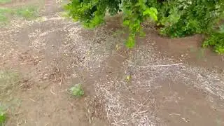 MAANTA WAA DALXIIS U TAGAY BEERAHA LIINTA EE MAGAALADA BUURUKUR.