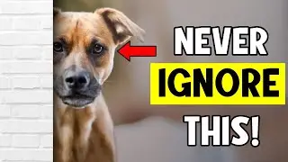12 Signs Your Dog Doesn&rsquo;t Love You (Even if You Think They Do)