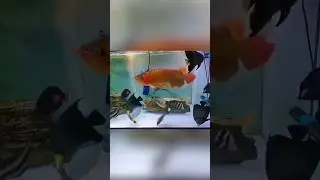 😱&ldquo;Arwana Jadi Ikan Laut?? Angel Batman Jadi Ikan Tawar?? Kok Bisa!?&rdquo;😱 #arwana #botana #angelbatman