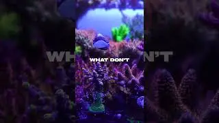 Secret to HEALTHY Corals!! #aquarium #shorts #fish