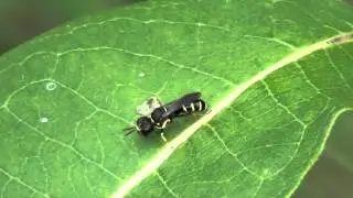 Square-headed Wasp (Crabronidae: Ectemnius) Grooming on Leaf