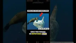 Ocean Sunfish || This Fish Should Be Extinct! 🐟🔍 #sunfish